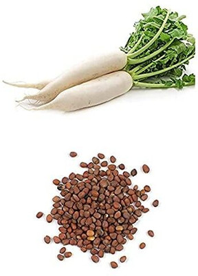 LPR MULI ,WHITE RADISH Seed(100 per packet)