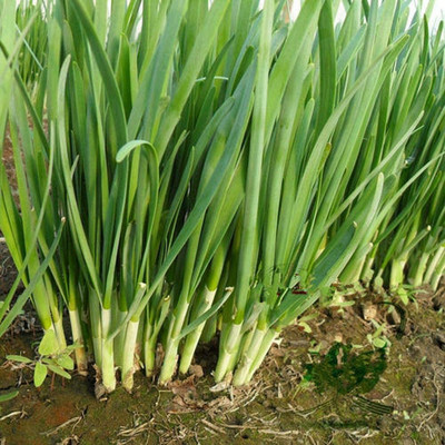CYBEXIS Hybrid Chive Leek Seeds Strong Aroma Non-GMO Pure Natural Green2800 Seeds Seed(2800 per packet)