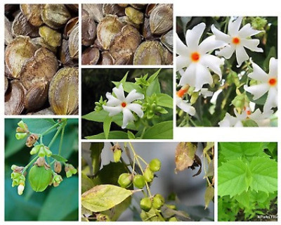 jkfarm Shiuli, Night Jasmine flower Seed(12 per packet)