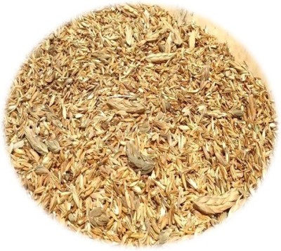 MGBN KANAKAMBARAM/CROSSANDRA INFUNDIBULIFORMIS SEEDS - 5 GM (900 SEEDS) Seed(5 g)