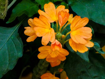 Globalplants kanakambaram-firecracker-crossandra Seed(39 per packet)