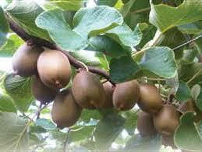 XOLDAA KIWI HYBRID F1 QUALITY FRUIT Seed(123 per packet)