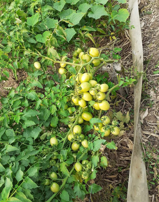 BDSresolve Tomato seeds/hybrid tomato seeds for plant Seed(300 per packet)