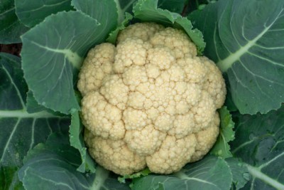 VERTEX AGENCIES white cauliflower,gobhee seeds Seed(25 per packet)