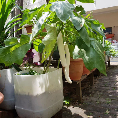 Aywal Begun Seed(110 per packet)