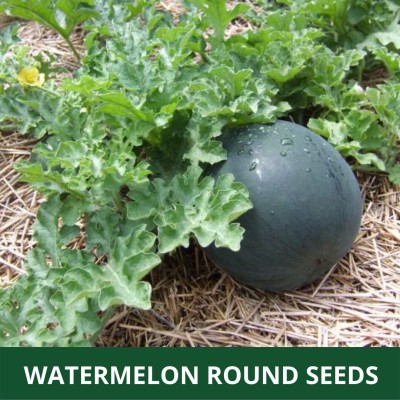 Qualtivate PUAS-9A WATER MELON (ROUND SHAPED ) Seed(100 per packet)