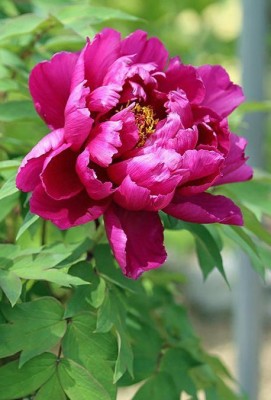 Radha Krishna Agriculture Peony mix color Flower Bulbs | pack of 1 bulb Seed(1 per packet)