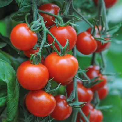 KNESSiN Tomato, Grow Your Own[400 Seeds] Seed(400 per packet)