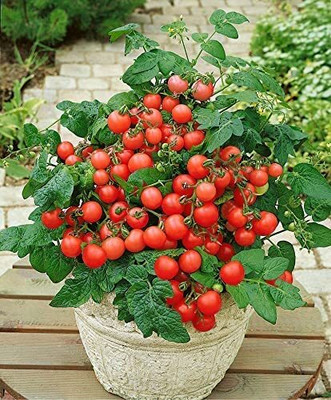 Aywal High Yield Tomato F1 RED Ruby Hybrid Seed(200 per packet)