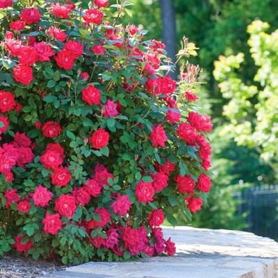 Qualtivate HUA-1A Hybrid Rose Seeds Seed(25 per packet)