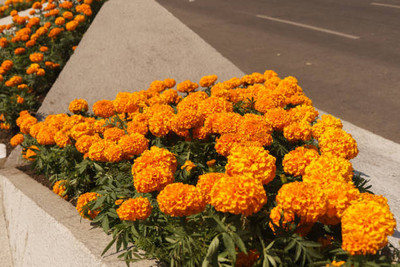 DORVIK marigold/gende ka phool flower seeds Seed(50 per packet)