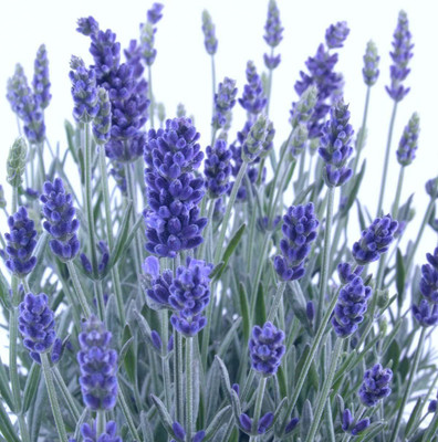 VibeX ® VMR-111 English Lavender (Lavandula angustifolia) Seed(500 per packet)