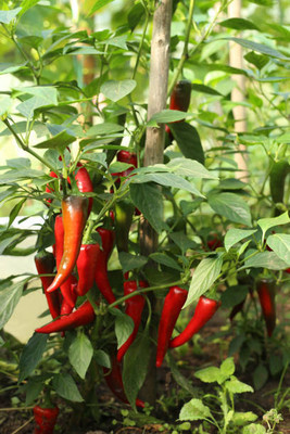 Kodali Hybrid F1 Chilli Seeds Pack Of 68 Seed(68 per packet)