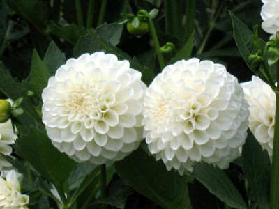 CYBEXIS PUAS-94 - Dahlia Compound Petals Multi-Color Mixed - (60 Seeds) Seed(60 per packet)