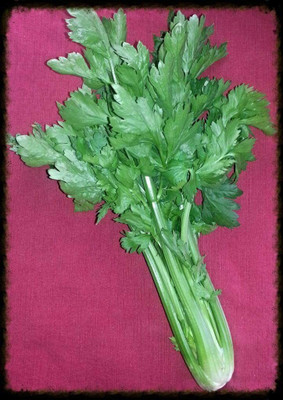 CYBEXIS XL-46 - Chinese Celery - (250 Seeds) Seed(250 per packet)