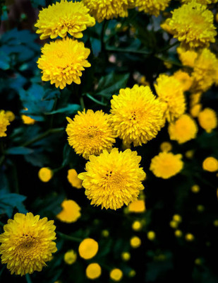 iva marigold/gende ka phool flower seeds Seed(50 per packet)
