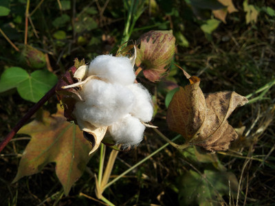 BDSresolve cotton seeds hybrid/kapas cotton seeds 19 Seed(19 per packet)