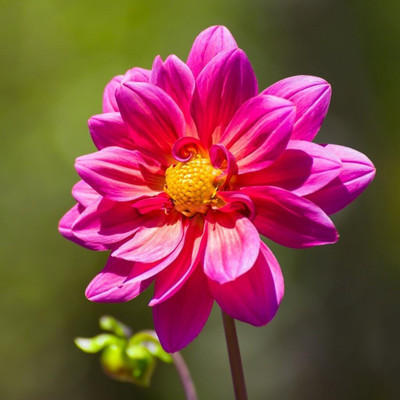 CRGO DAHLIA Seed(5 per packet)