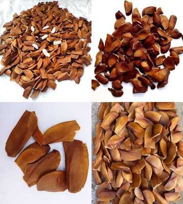 ibains Mahogany seeds for planting bij 10 Seed(10 per packet)
