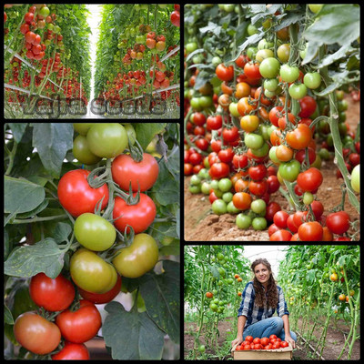 WILLVINE Tomato seeds Italian Daniela F1 hybrid [10g, 3000 Seeds] Seed(3000 per packet)