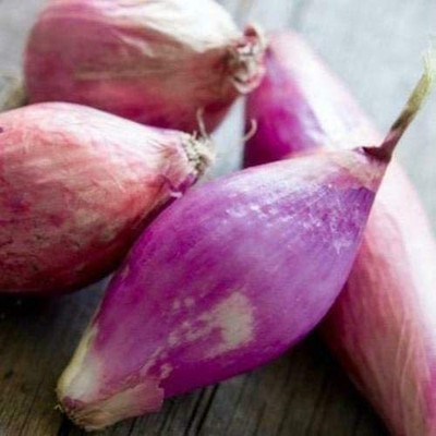 WILLVINE NDIR-760 Red Torpedo Onion Séẹd-3000 Seeds Seed(3000 per packet)
