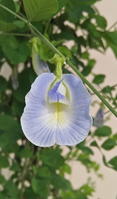 BDSresolve Double petal aparajita flower seeds PACK OF 26 Seed(26 per packet)