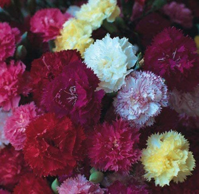 CYBEXIS Carnation - Hardy Border Mix Seed(50 per packet)
