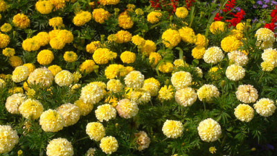 seedx marigold/gende ka phool flower seeds Seed(50 per packet)