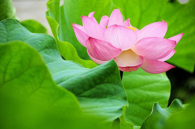 RoyalGardening lotus,kamal gatta Seed(14 per packet)