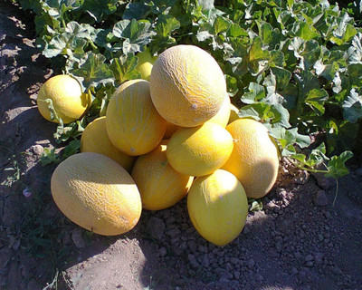 Qualtivate GBPT-9A Cantaloupe Musk Melon Sweet Big Five Mix Seed(200 per packet)