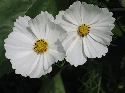CYBEXIS SEEDS DIRECT - Cosmos - BIPINNATUS - Purity Seed(1 g)