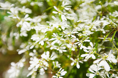 XOLDAA gypsophila flower Seed(20 per packet)