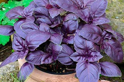 VibeX TLX-24 - Basil Dark Opal - (4500 Seeds) Seed(4500 per packet)