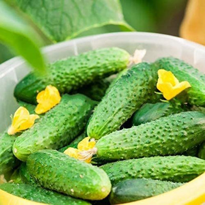 CYBEXIS LX-64 - Cucumber Parisian Gherkin Pickling - (1350 Seeds) Seed(1350 per packet)