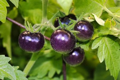 Qualtivate ICRA-2A Purple Cherry Tomato Seed(300 per packet)