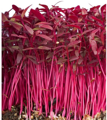 Qualtivate LXI-596 Red Amaranthus,Laal Saag,red spinach Seed(500 per packet)