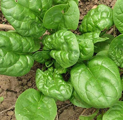CYBEXIS LX-64 - Giant Spinach - (750 Seeds) Seed(750 per packet)