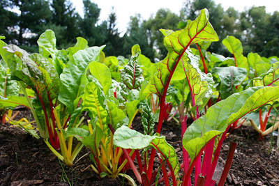 CYBEXIS Hybrid Swiss Chard Seeds 2000 Seeds Seed(2000 per packet)