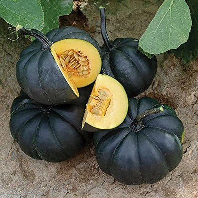CYBEXIS PUAS-43 - Organic F1 Hybrid Kaddu/Pumpkin - (900 Seeds) Seed(900 per packet)