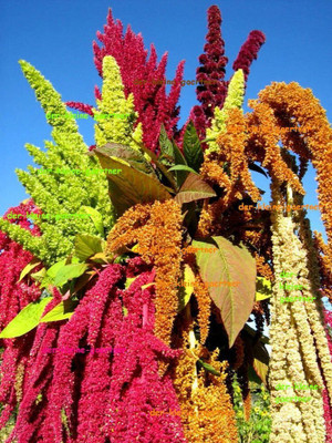 Lorvox Amaranthus Flower Seed(38 per packet)