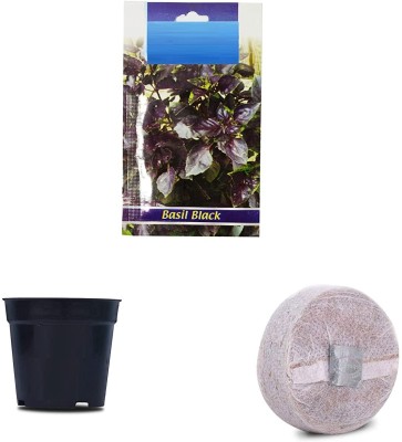 VibeX LXI-55-Basil Black F1 Hybrid Combo with Potter & Rootplug Seed(35 per packet)