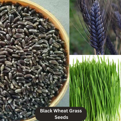 seedbasket Black Wheat Grass Seeds for Microgreen Seed(100 g)