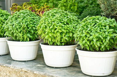 Qualtivate ATS-42 Greek Dwarf Basil (Ocimum basilicum) Seed(1000 per packet)