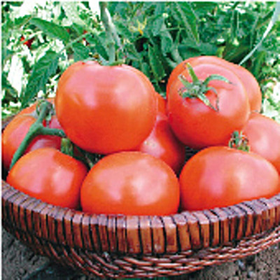 Biosnyg Non GMO Willamette Tomato Seeds For Kitchen Gardening - (2000 Seeds) Seed(2000 per packet)