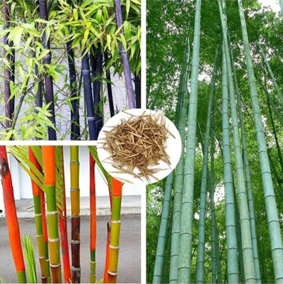 the green dotcom Variety bamboo seeds, bamboo seeds for garden Seed(179 per packet)