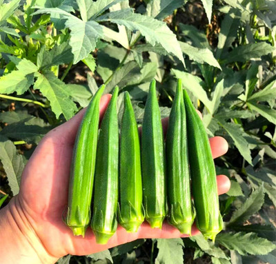 LPR LADY FINGER, (BINDI) Seed(50 per packet)