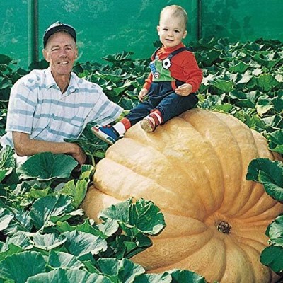 Qualtivate JXL-8AT Biggest Pumpkin in The World Seeds Seed(50 per packet)