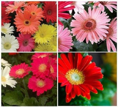 XOLDA Gerbera Mix Flower Seed(50 per packet)