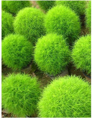 UGRA Burning Bush - Kochia scoparia seeds Seed(20 per packet)