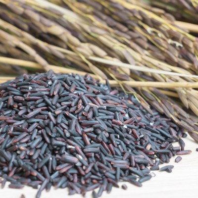 DeodarSeeds Wild Black Rice or Riceberry, Oryza sativa Seed(50 per packet)